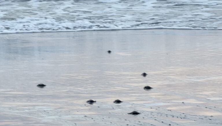 The World’s Largest Hatching of Baby Turtles Documented by Scientists
